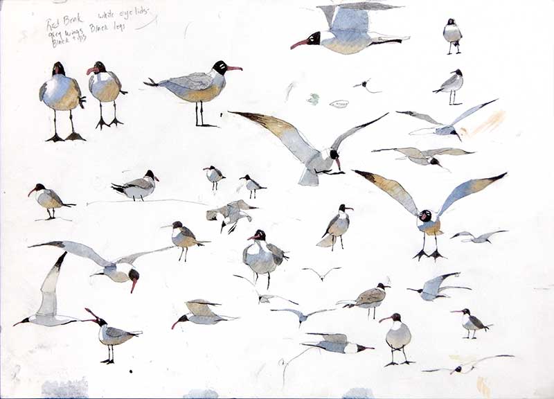 Seagulls by Eddie Flotte