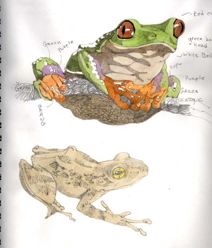 Sketches of Frogs by Eddie Flotte