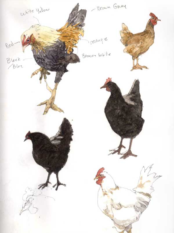 Sketches of Hens and a Rooster by Eddie Flotte