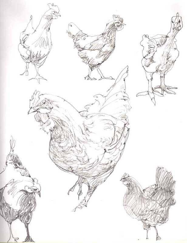 Sketches of Hens in Pencil by Eddie Flotte