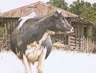Cow Solo Painting by Eddie Flotte: Cow Solo