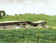 On the Mooove Painting by Eddie Flotte: On the Mooove