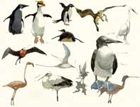 Sketches of Birds Painting by Eddie Flotte: Sketches of Birds