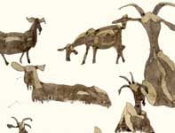 Sketches of Goats Painting by Eddie Flotte: Sketches of Goats