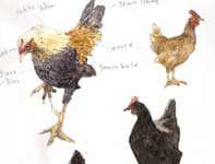 Sketches of Hens and a Rooster Painting by Eddie Flotte: Sketches of Hens and a Rooster