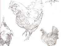 Sketches of Hens in Pencil Painting by Eddie Flotte: Sketches of Hens in Pencil