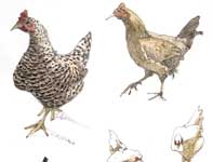 Sketches of Hens Painting by Eddie Flotte: Sketches of Hens