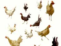 Sketches of Many Chickens Painting by Eddie Flotte: Sketches of Many Chickens