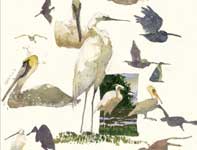 Sketches of Pelicans and Egrets Painting by Eddie Flotte: Sketches of Pelicans and Egrets