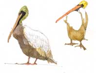 Sketches of Pelicans and Fish Painting by Eddie Flotte: Sketches of Pelicans and Fish