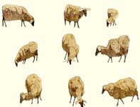 Sketches of Sheep Painting by Eddie Flotte: Sketches of Sheep
