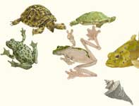 Sketches of Turtles and Frogs Painting by Eddie Flotte: Sketches of Turtles and Frogs